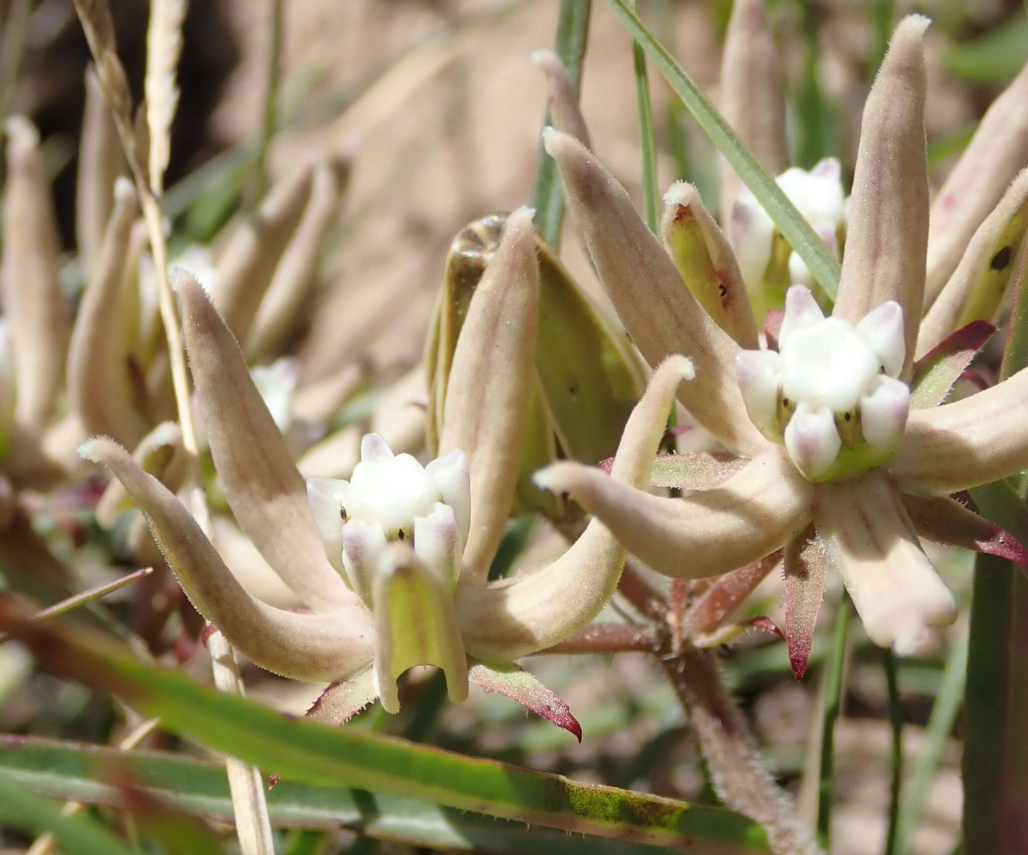 Sivun Asclepias navicularis (E. Mey.) Schltr. kuva