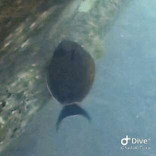 Image of Black-barred Surgeonfish