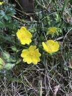 Image of spring cinquefoil