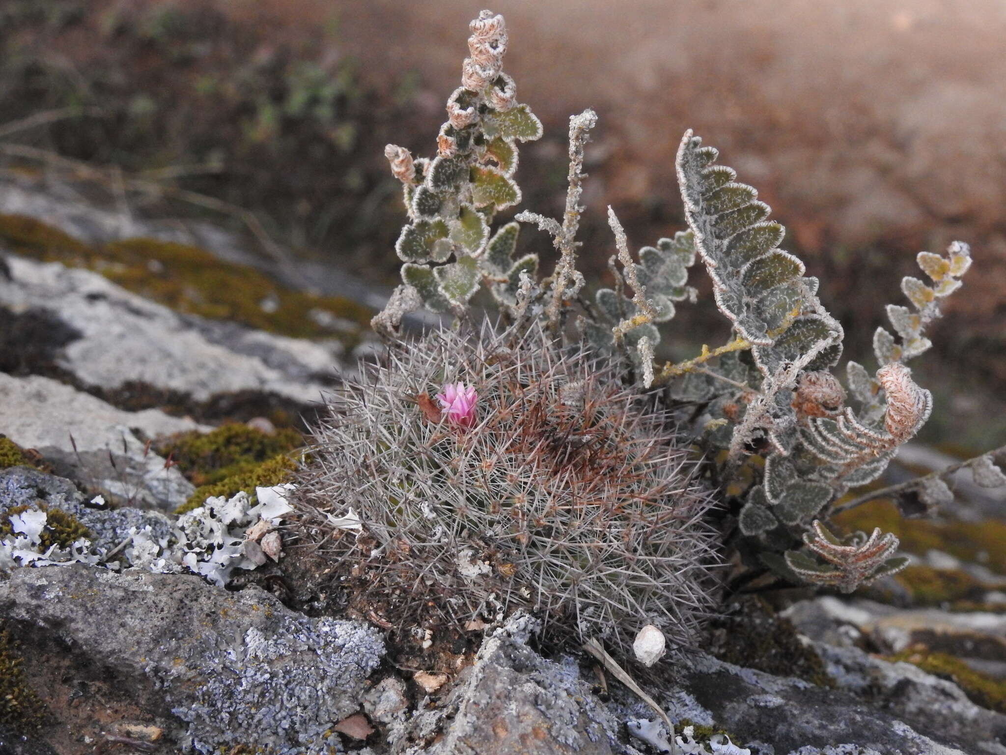 Image of Mammillaria wiesingeri subsp. wiesingeri