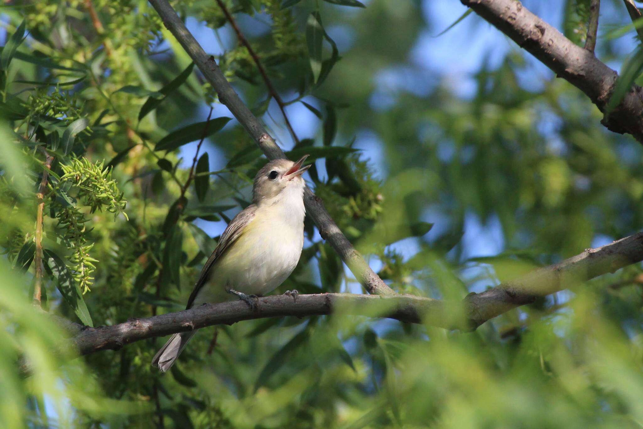 Image of Vireo gilvus gilvus (Vieillot 1808)