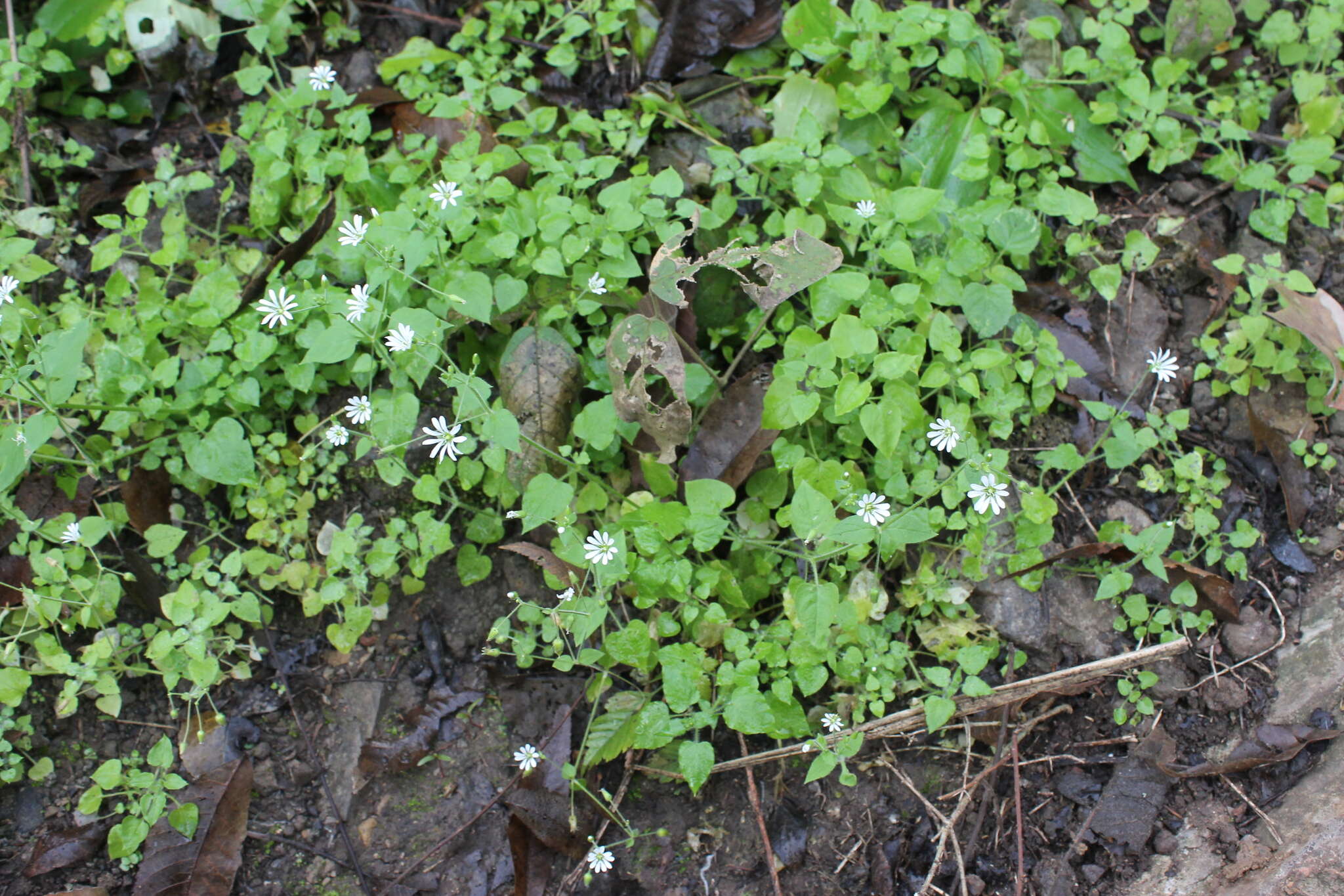 Image of prostrate starwort