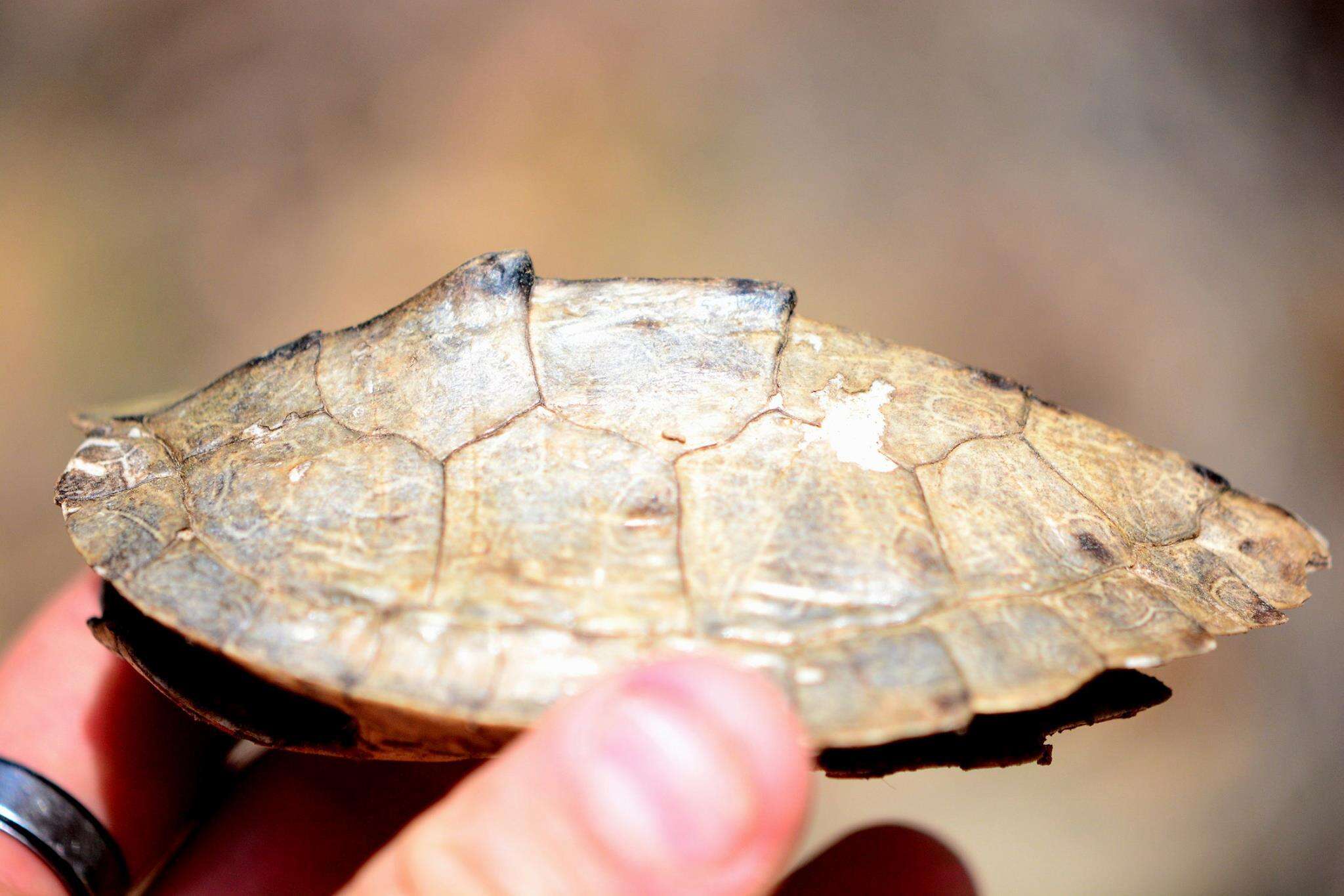 Image of Ouachita Map Turtle