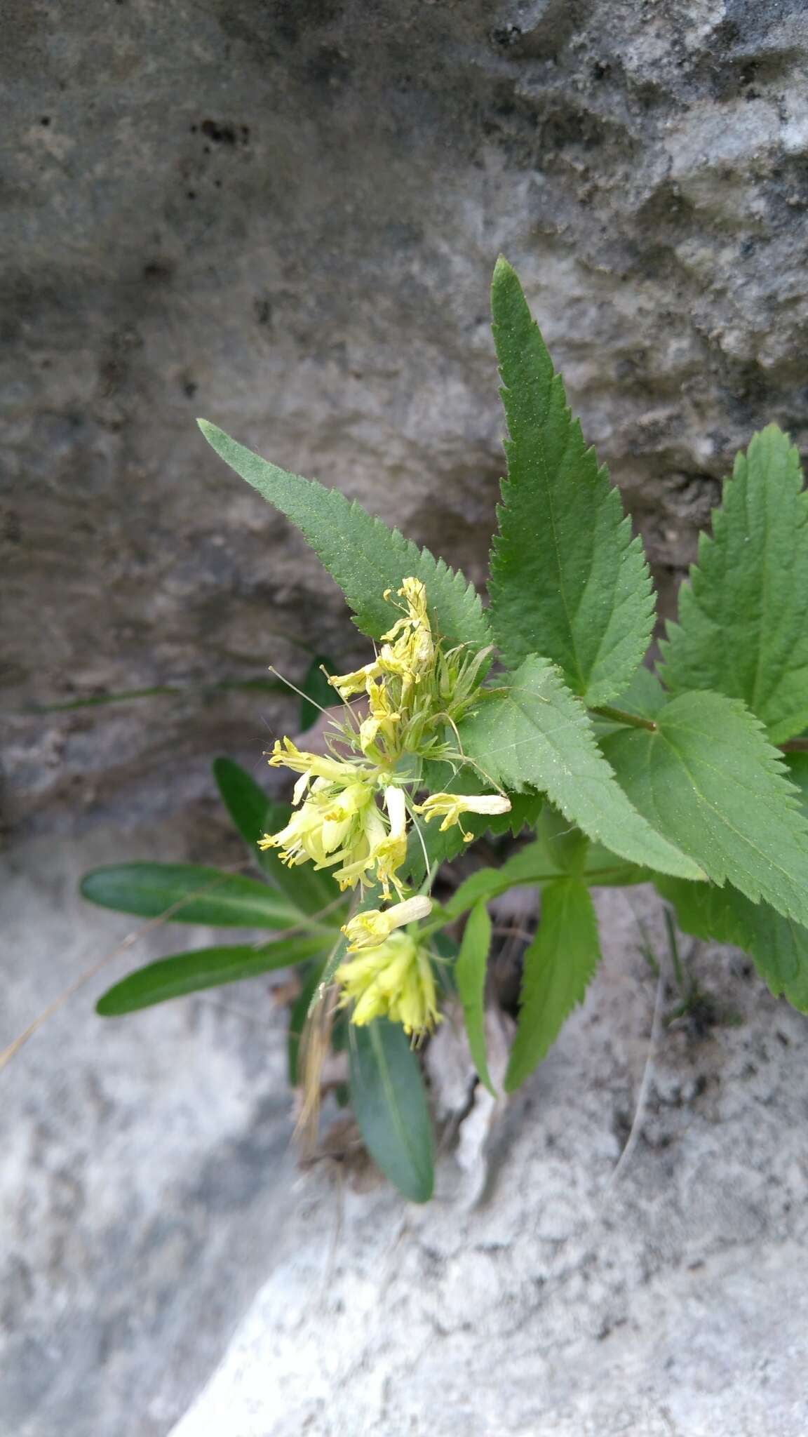 Imagem de Paederota lutea Scop.