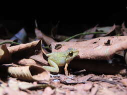 Image of Pristimantis zeuctotylus (Lynch & Hoogmoed 1977)