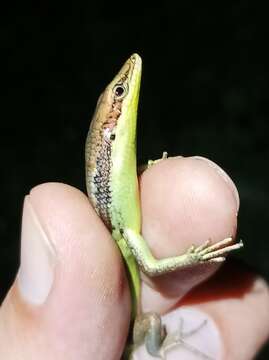 Image of Teal Emo Skink