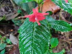 Plancia ëd Fuchsia macrostigma Benth.