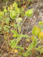 Image of Cistus obtusifolius Sweet