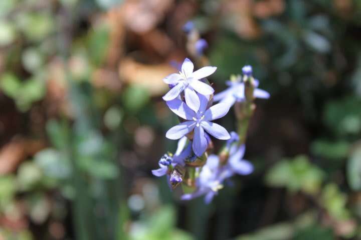 Orthrosanthus exsertus (R. C. Foster) Ravenna的图像