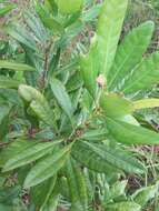 Image of Evergreen Bayberry