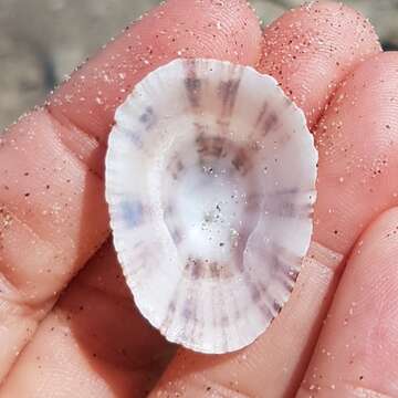 Image of China limpet