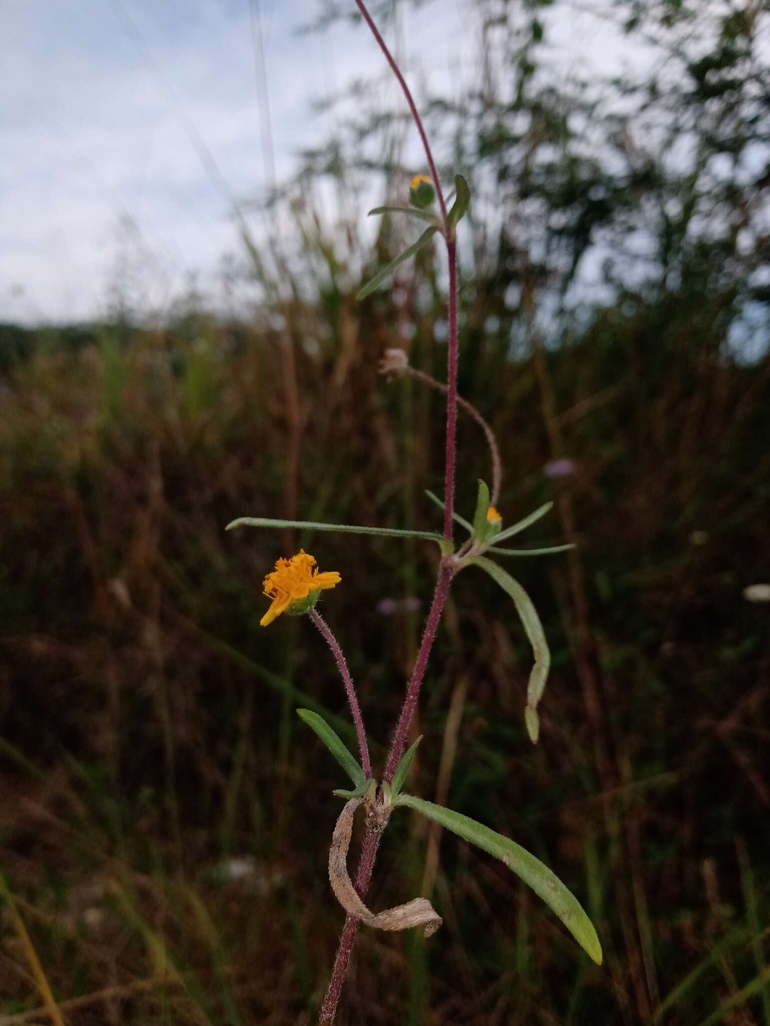 Image of Melampodium americanum L.