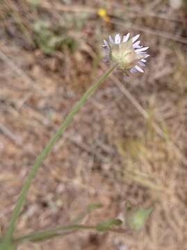 Image of Jasione montana subsp. montana