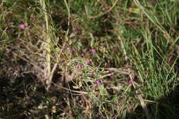 Image of Centaurium pulchellum subsp. meyeri (Bunge) Tzvel.