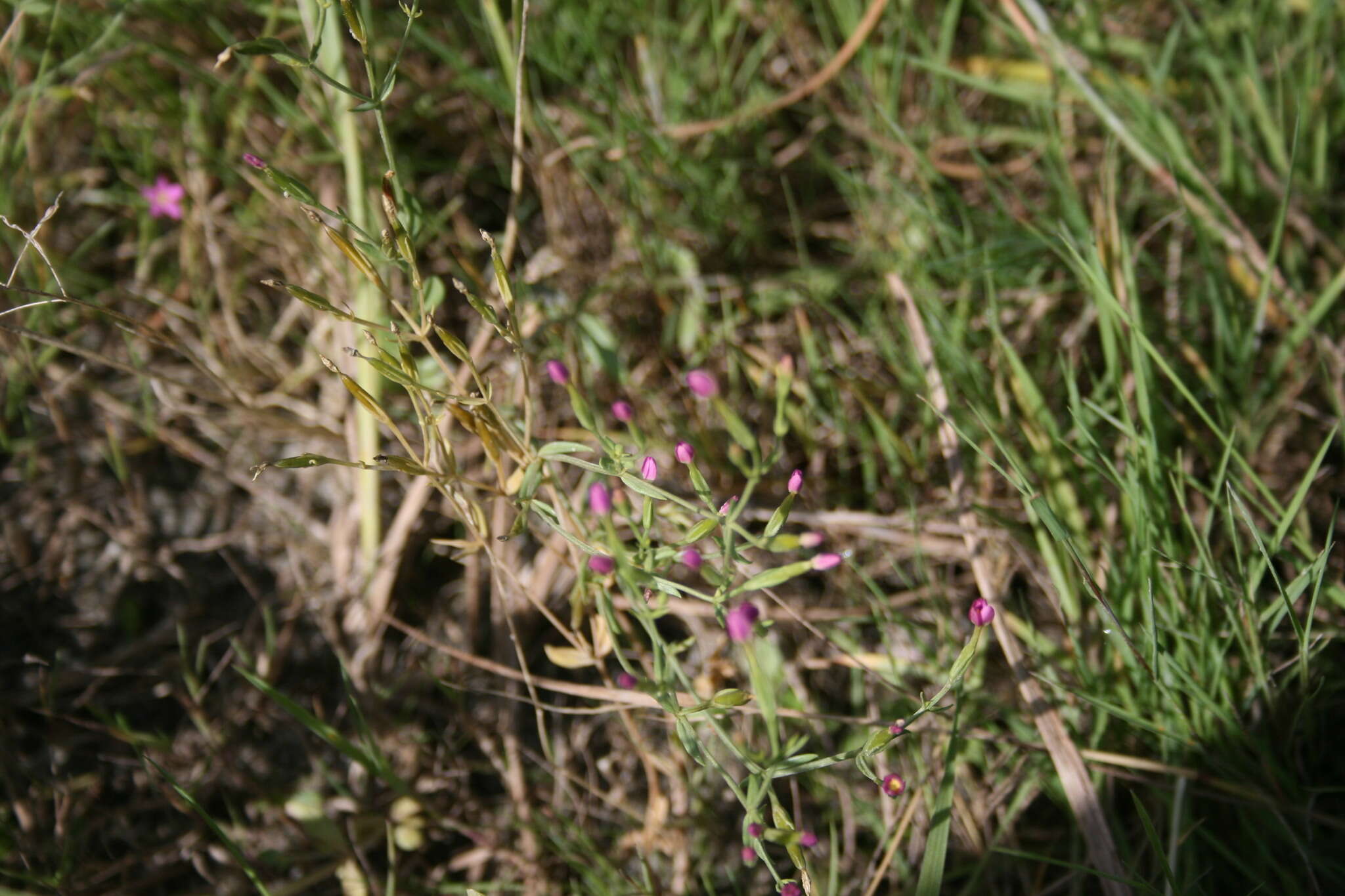 Image of Centaurium pulchellum subsp. meyeri (Bunge) Tzvel.