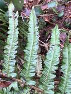 Image de Dryopteris borreri (Newm.) Oberholzer & Tavel