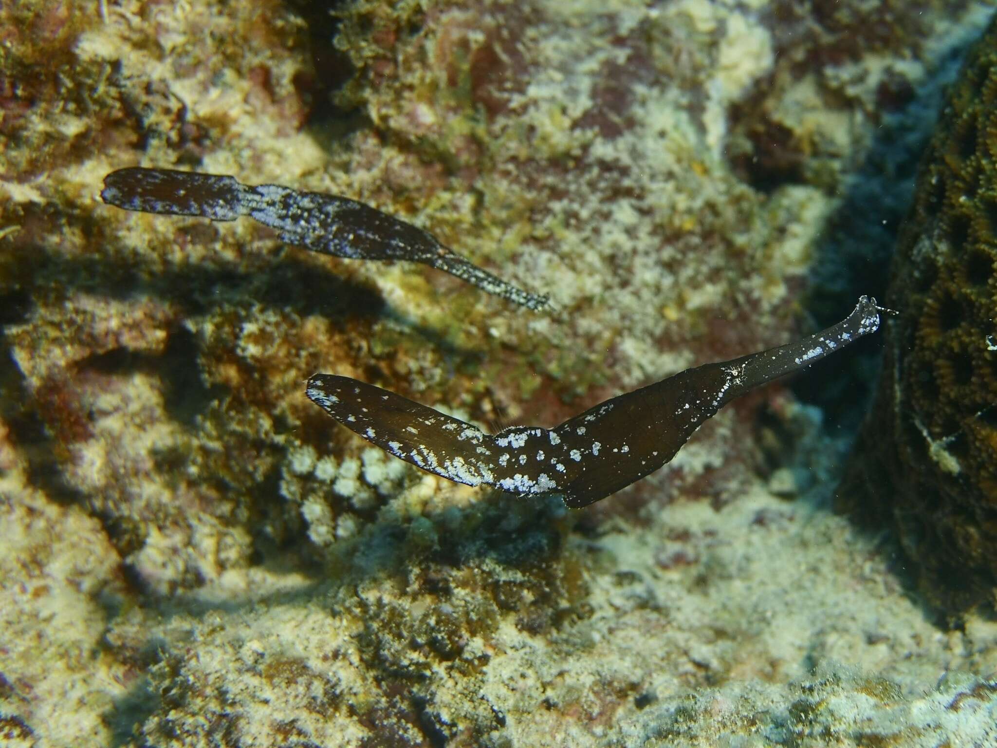 Image of Ghost pipefish