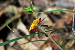 Image of Pultenaea retusa Sm.