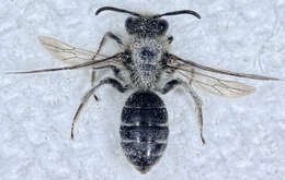 Image of Callandrena Cockerell 1898