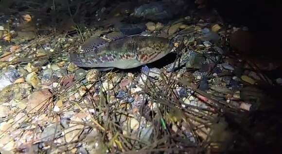 Image of Purple-spotted gudgeon