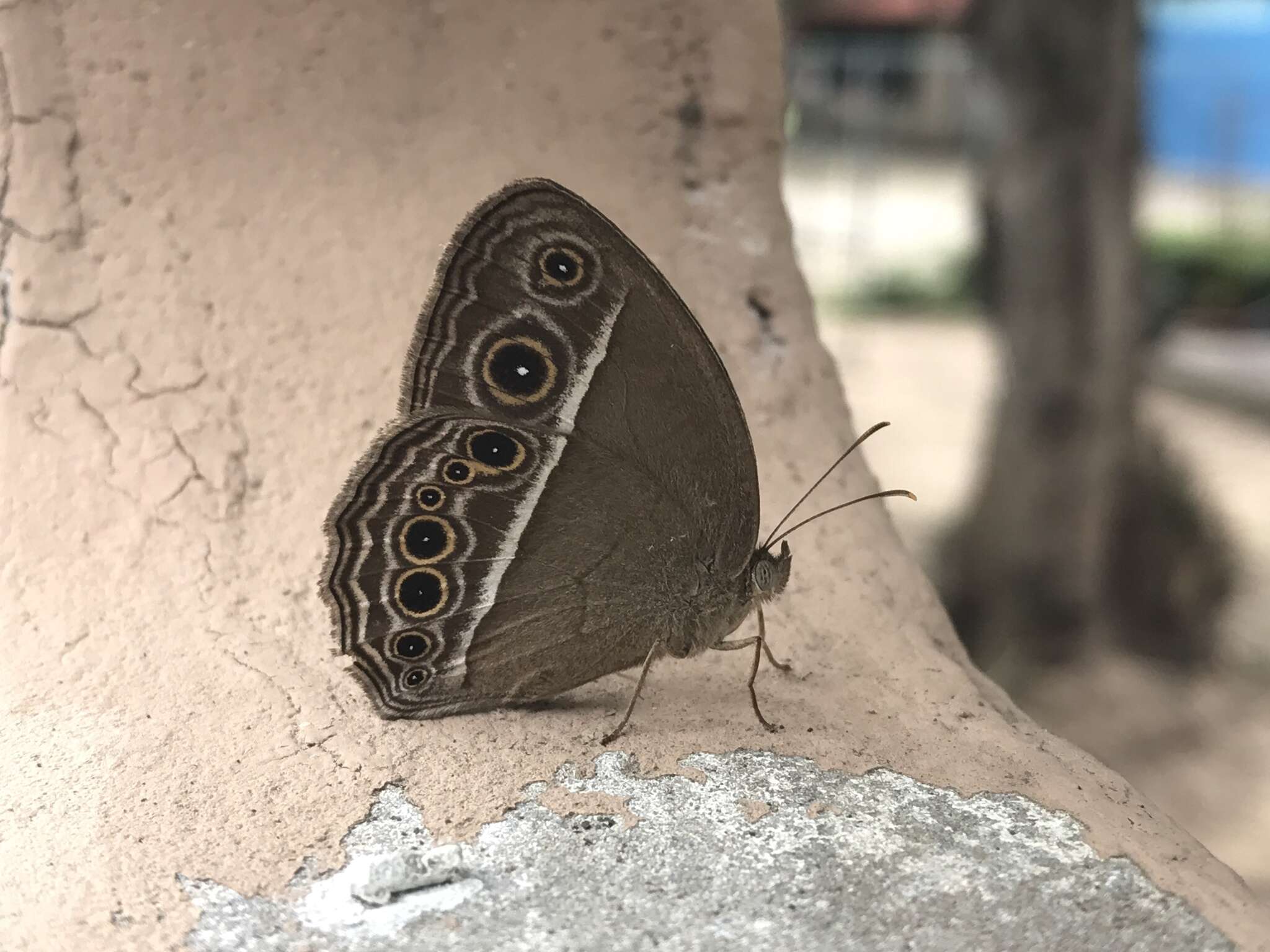 Imagem de Mycalesis mineus Linnaeus 1858