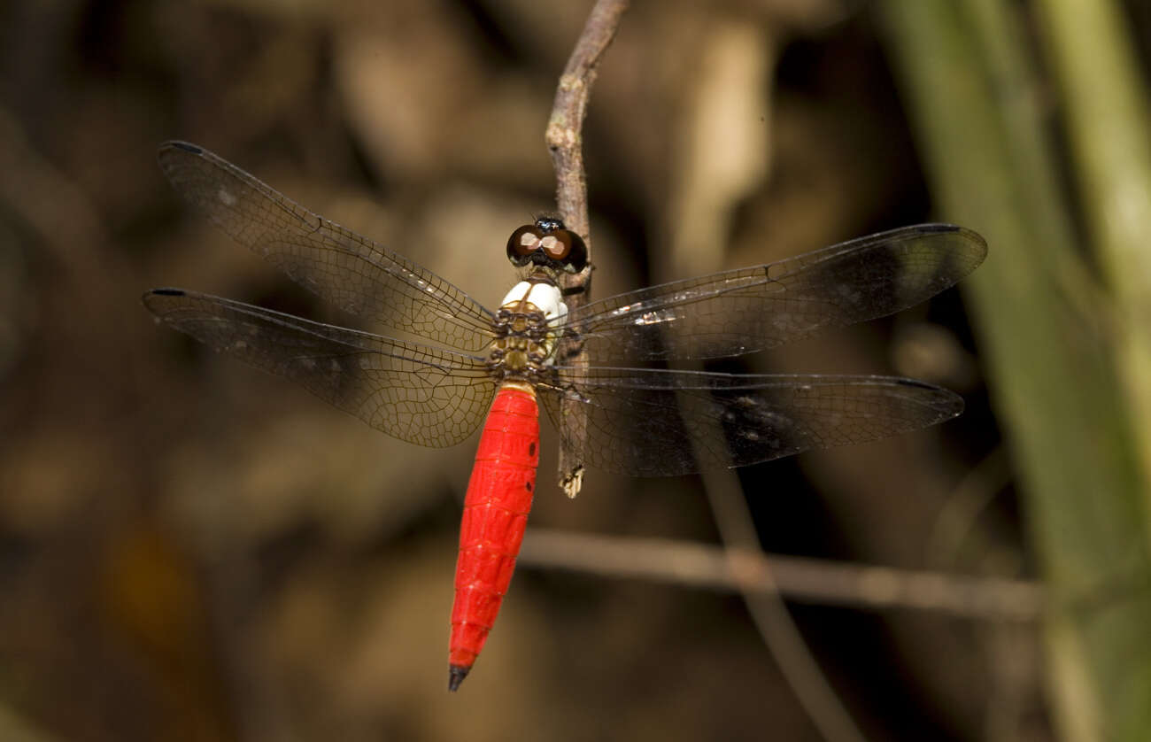 Image of Lyriothemis biappendiculata (Selys 1878)