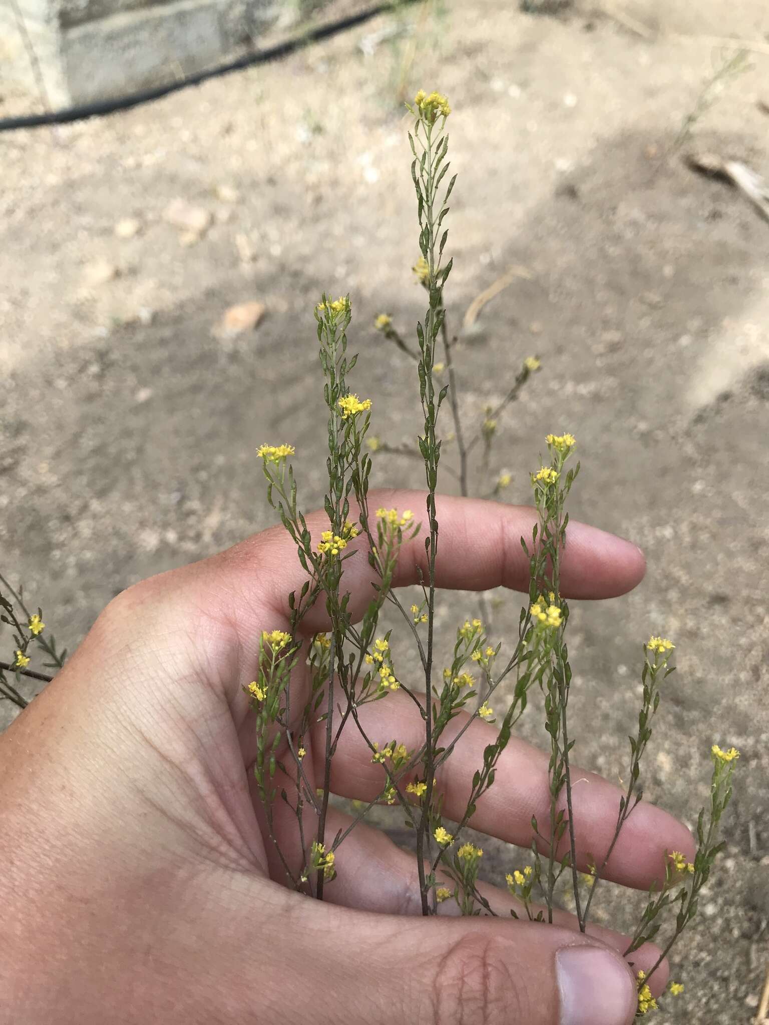 Image of California Tansy-mustard