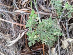 Image of Xanthosia ternifolia J. M. Hart & M. J. Henwood