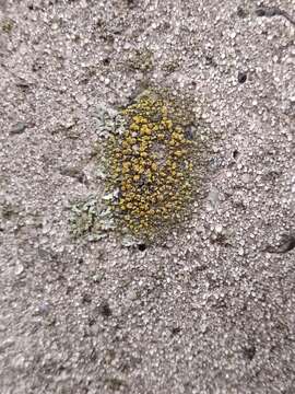 Image of Hidden goldspeck lichen