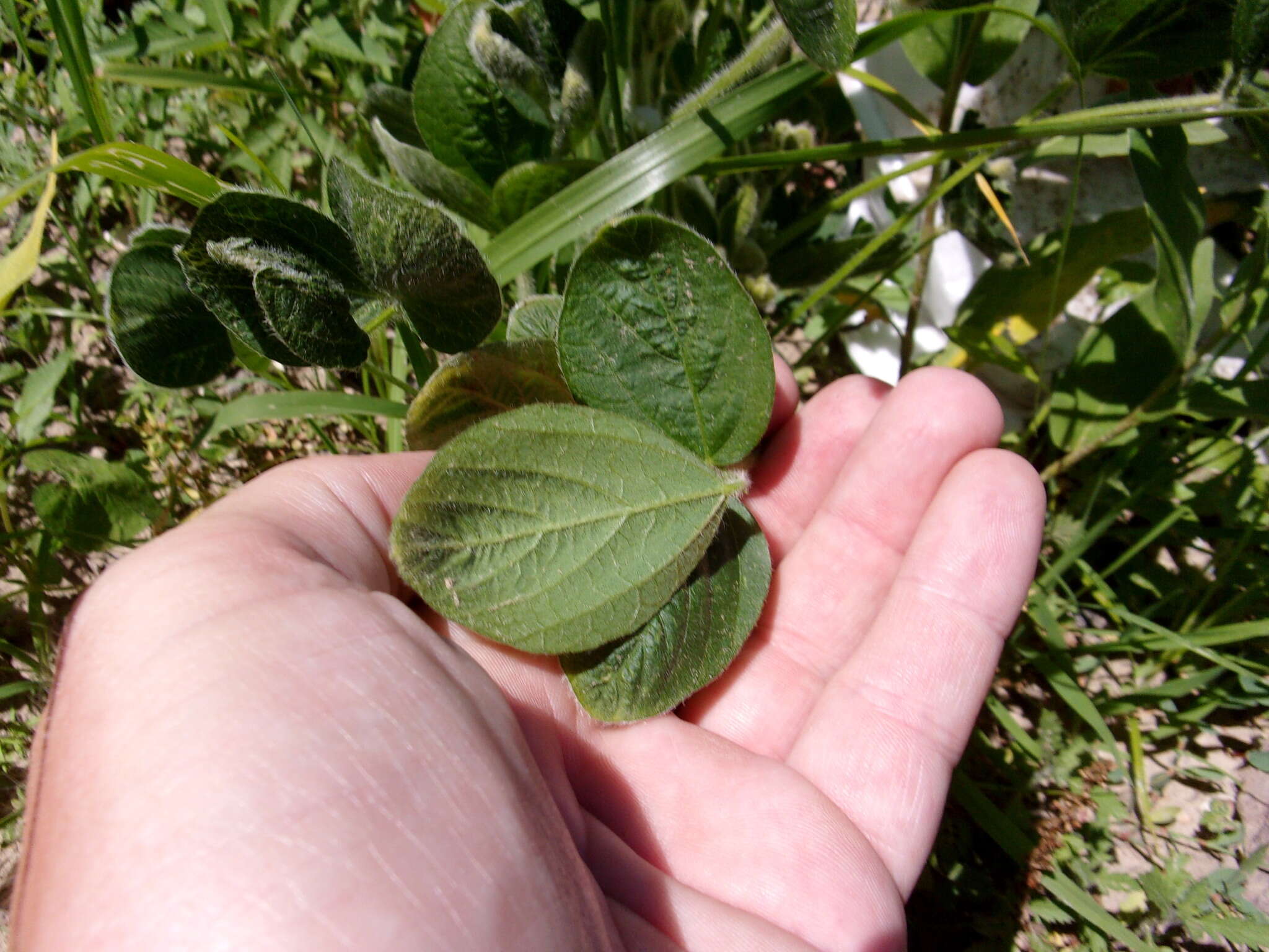 Image of soybean