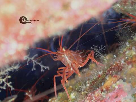 Image of Mediterranean cleaner shrimp