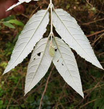 Imagem de Buddleja auriculata Benth.