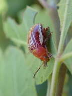 Image of Sumac Flea Beetle