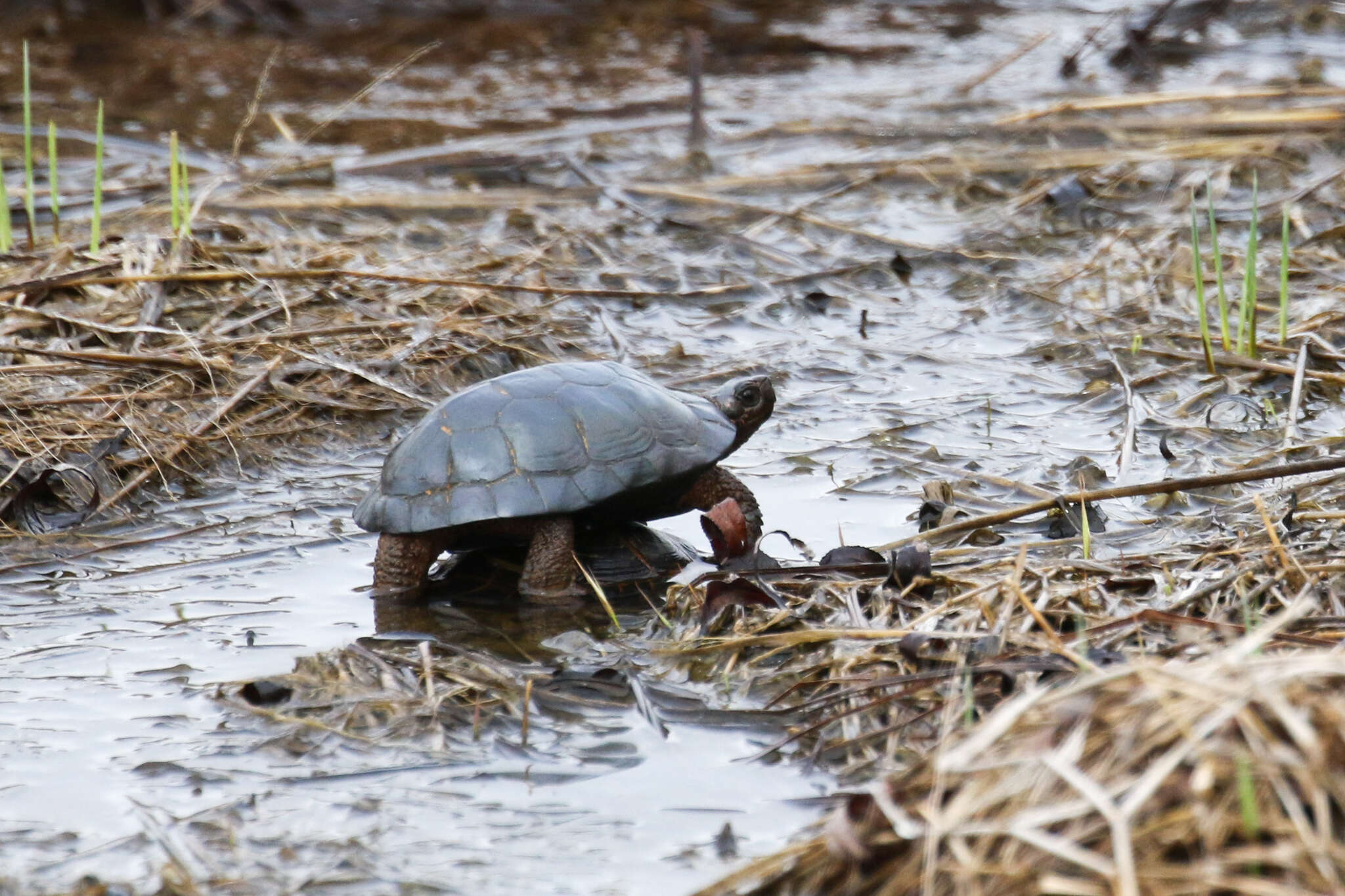 Image of Bog Turtle