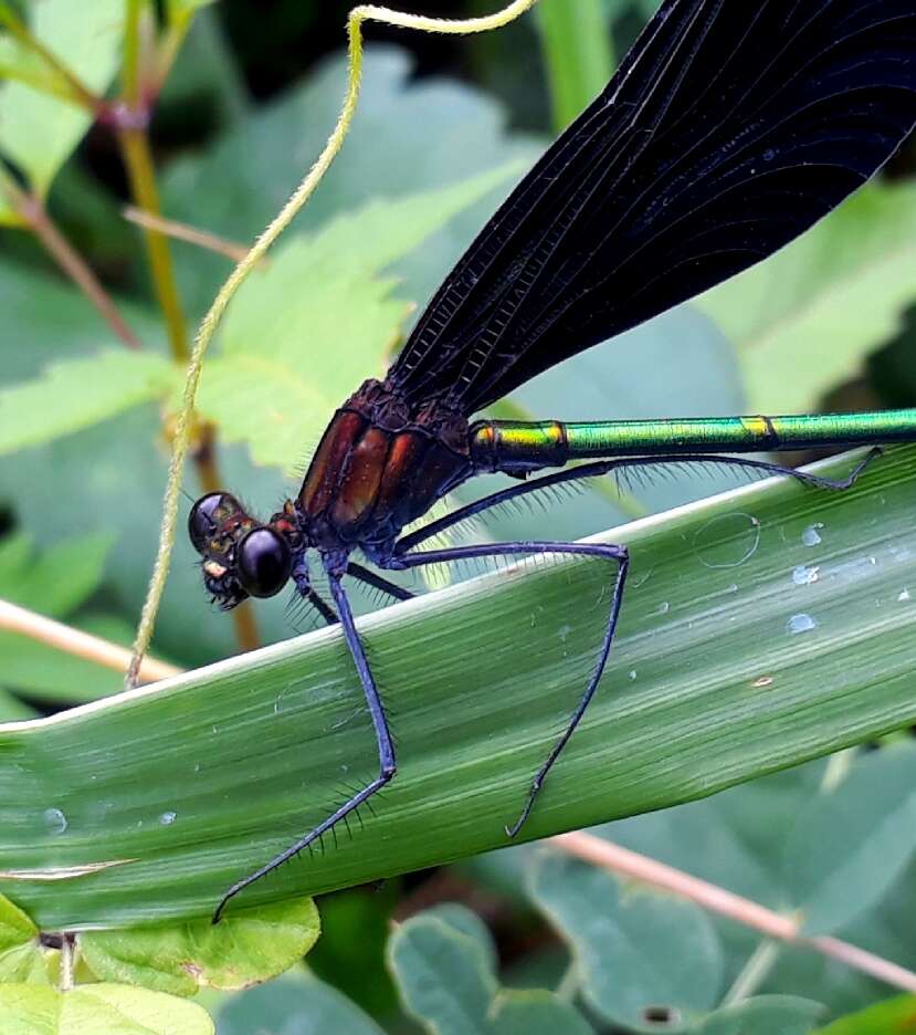 Image of Atrocalopteryx Dumont, Vanfleteren, De Jonckheere & Weekers 2005