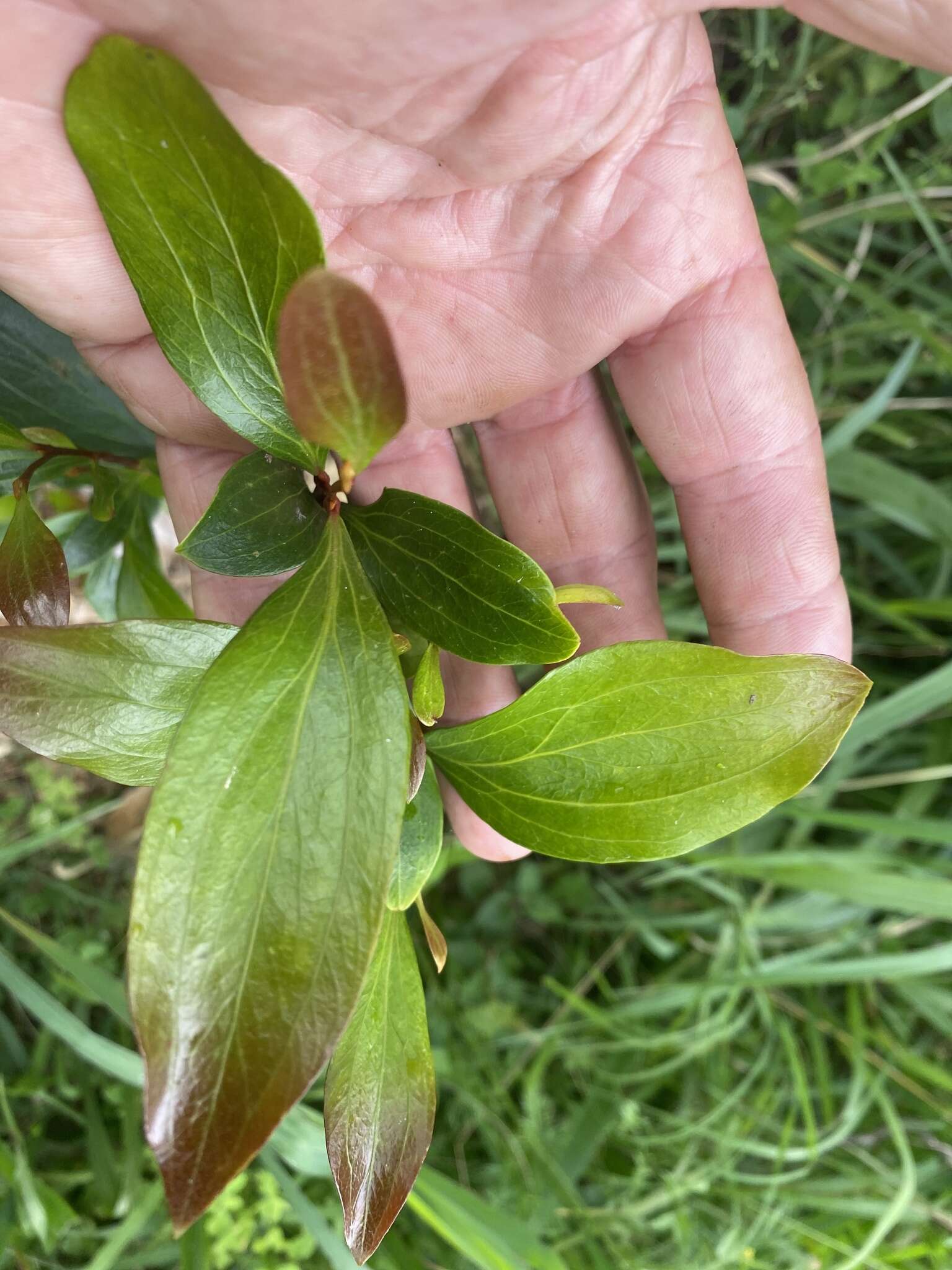 Image of Stenocarpus salignus R. Br.