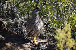 Image of Erckel's Francolin