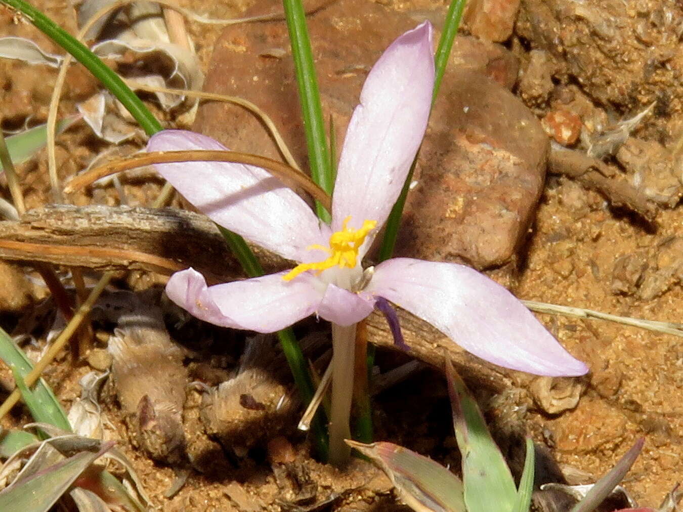 Image of Syringodea concolor (Baker) M. P. de Vos