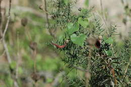 Image of Andalusian Dutchman's Pipe