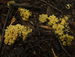 Phaeoclavulina echinovirens (Corner, K. S. Thind & Dev) Giachini 2011 resmi