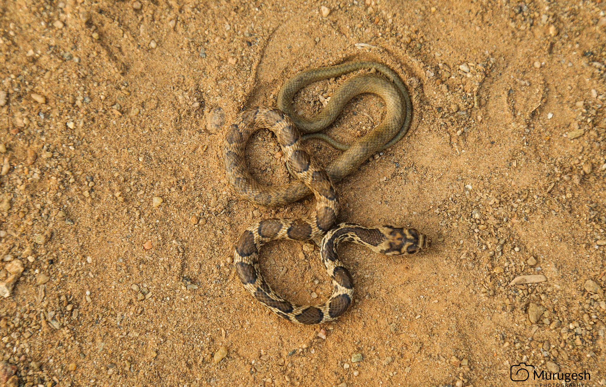 Imagem de Platyceps bholanathi (Sharma 1976)