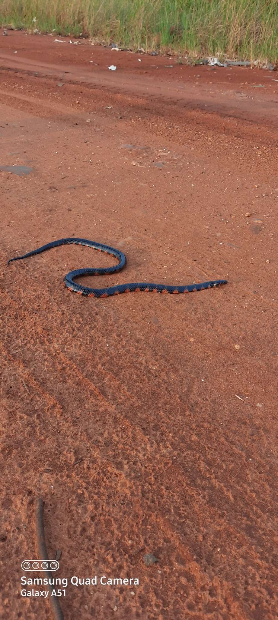 Image of Swamp Liophis