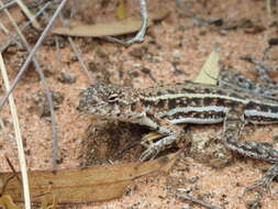 Ctenophorus fordi (Storr 1965) resmi