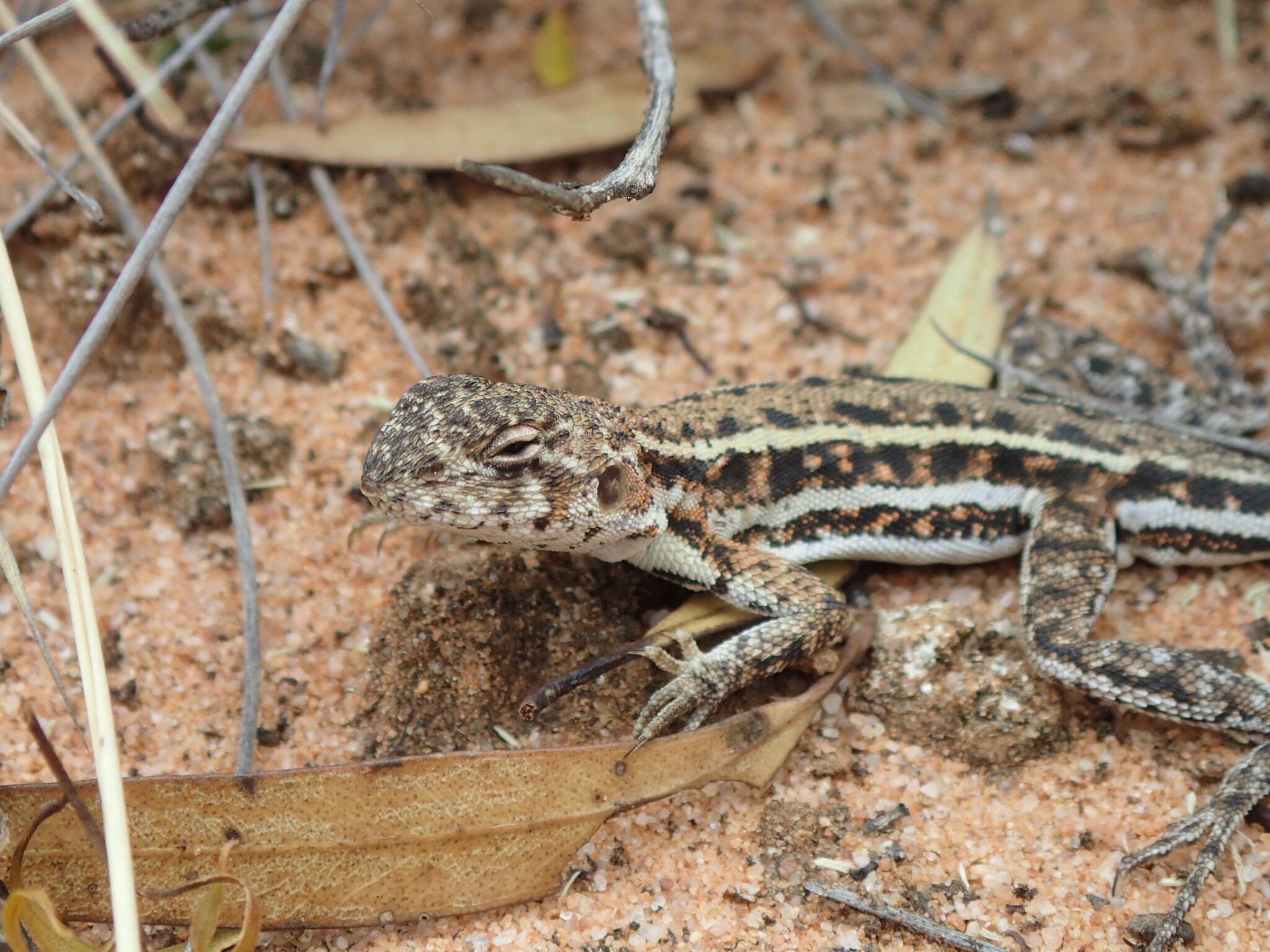 Ctenophorus fordi (Storr 1965) resmi