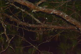 Image of Indian Giant Flying Squirrel