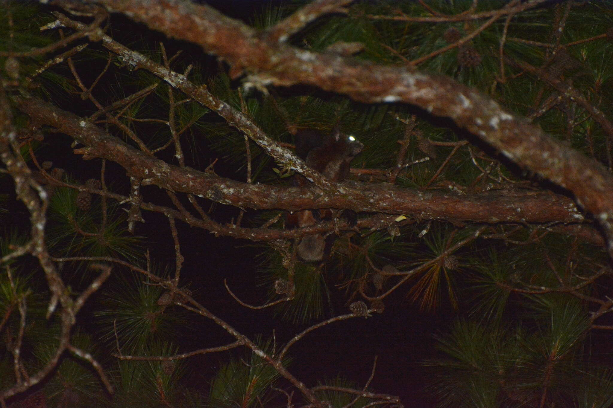 Image of Indian Giant Flying Squirrel