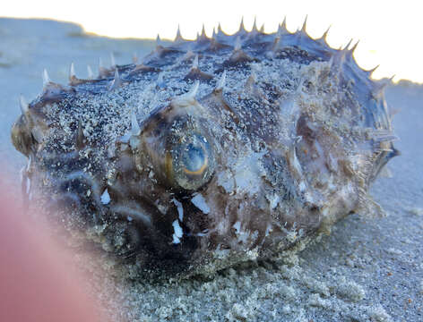 Image of Striped Burrfish