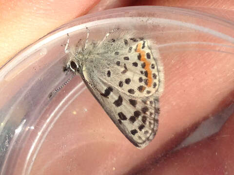 Image of Smith's blue butterfly