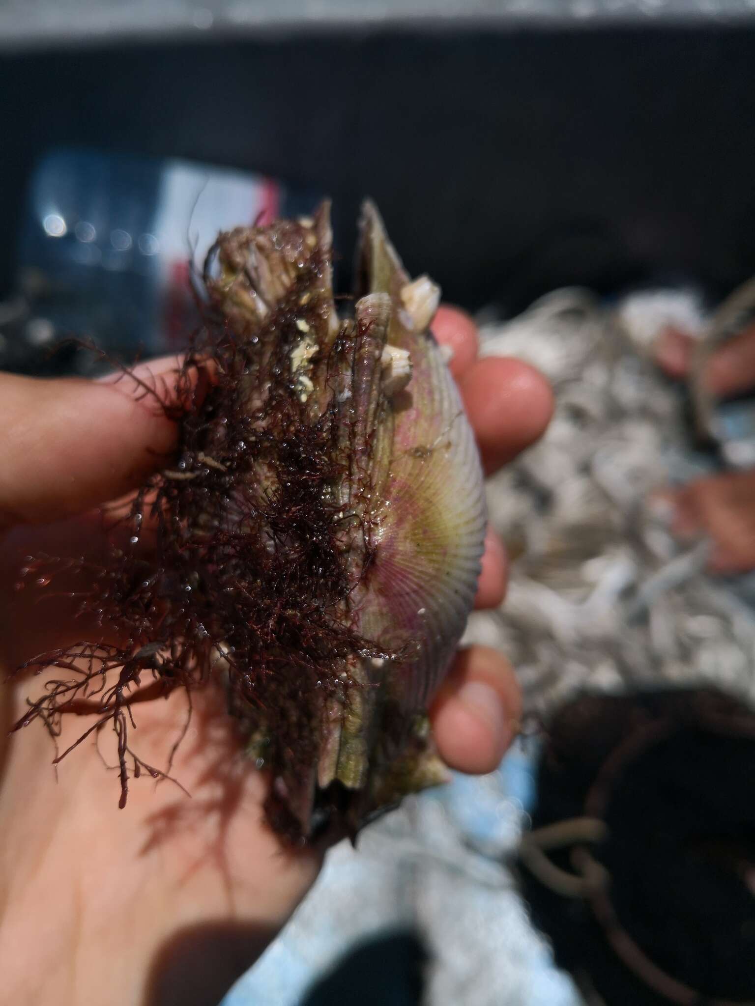 Image of Peruvian scallop