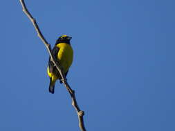 Image of scrub euphonia